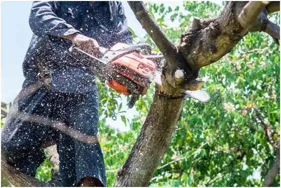 tree services Hughestown